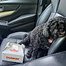 dog, curly_fur, black_dog, car_interior, car_seat, leather_seat, pet_tag, pet, box, dunkin, munchkins, food_box, window, door_handle, seatbelt, resting, indoor, animal, cute, companion