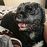dog, black_dog, curly_fur, pet, tongue_out, bed, blanket, indoor, cozy, happy, animal, canine, collar, tag, fur, closeup, resting, cute, domestic_animal, companion