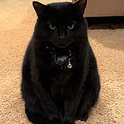 Luna joined the competition — help win amazing prizes! black_cat, cat, indoor, carpet, feline, pet, animal, collar, bell, sitting, fur, whiskers, ears, eyes, tail, home, furniture, cozy, domestic, cute