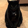 black_cat, cat, indoor, carpet, feline, pet, animal, collar, bell, sitting, fur, whiskers, ears, eyes, tail, home, furniture, cozy, domestic, cute