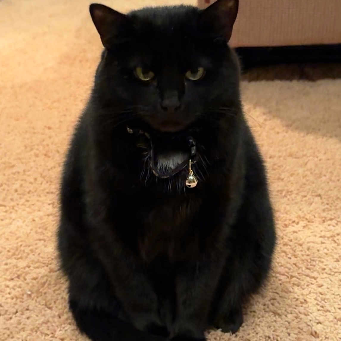 Luna joined the competition — help win amazing prizes! black_cat, cat, indoor, carpet, feline, pet, animal, collar, bell, sitting, fur, whiskers, ears, eyes, tail, home, furniture, cozy, domestic, cute