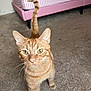 Percy joined the competition — help win amazing prizes! cat, orange_tabby, pet, indoor, carpet, bed, pink_bedframe, striped_bedspread, whiskers, tail, yellow_eyes, curious, feline, animal, domestic_cat, closeup, standing, looking_up, cute, household