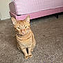cat, ginger_cat, pet, carpet, bed, bedroom, striped_bedspread, feline, indoor, animal, whiskers, ears, sitting, curious, domestic_cat, fur, cute, looking_at_camera, floor, resting