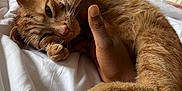 Percy is registered to the contest to win money with this photo: animal, bed, cat, close_up, comfort, cozy, cute, fur, ginger_cat, hand, human_hand, indoor, paws, pet, relaxing, sleepy, snuggling, soft_light, whiskers, white_bed