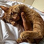 Percy is registered to the contest to win money with this photo: cat, ginger_cat, pet, bed, white_bed, hand, human_hand, fur, cozy, snuggling, paws, close_up, indoor, relaxing, sleepy, cute, animal, whiskers, soft_light, comfort
