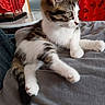 kitten, cat, indoor, gray_blanket, curious, feline, pet, young_animal, red_curtain, home_decor, white_paws, striped_fur, relaxed, soft_texture, playful, animal, domestic_cat, whiskers, alert, small