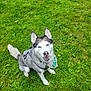 Kyla is registered to the contest to win money with this photo: animal, bandana, blue_eyes, canine, cute, daylight, dog, flower, grass, green, happy, harness, husky, nature, outdoor, park, pet, playful, sitting, smiling