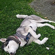 Kyla joined the competition — help win amazing prizes! animal, canine, collar, daylight, dog, fur, grass, greenery, harness, husky, lying_down, nature, outdoor, park, path, pet, relaxed, resting, summer, tree