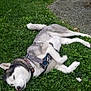 animal, canine, collar, daylight, dog, fur, grass, greenery, harness, husky, lying_down, nature, outdoor, park, path, pet, relaxed, resting, summer, tree