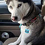 Kyla is registered to the contest to win money with this photo: animal, blue_eyes, car_interior, collar, daylight, dog, fur, leash, looking, name_tag, parking_lot, passenger_seat, pet, portrait, seat, siberian_husky, stop_sign, superhero, vehicle, window