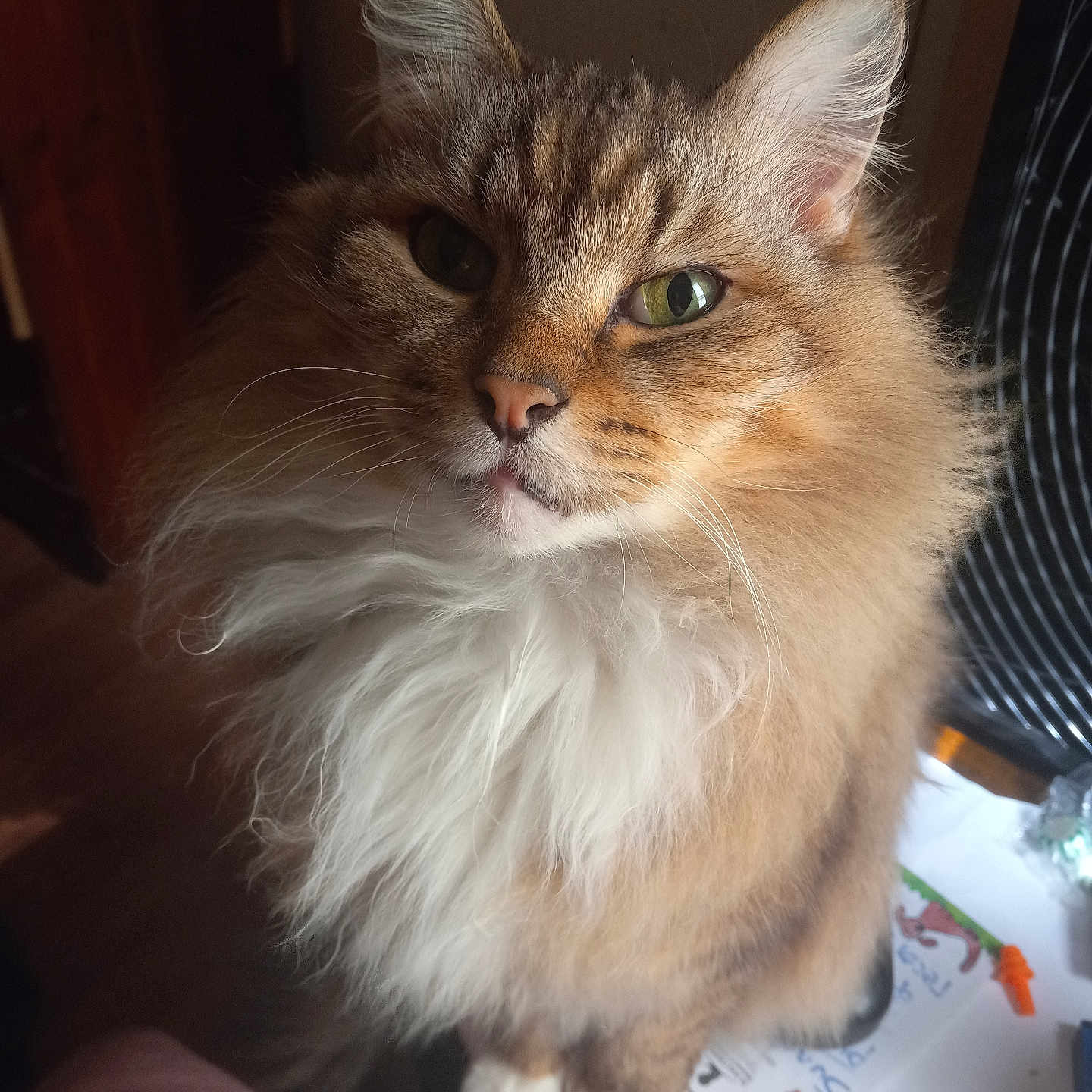 Ezra is registered to the contest to win money with this photo: cat, fluffy, long_hair, brown, white, green_eyes, pet, indoor, portrait, feline, whiskers, close_up, domestic_animal, sitting, paper, desk, clutter, striped, cute, curious