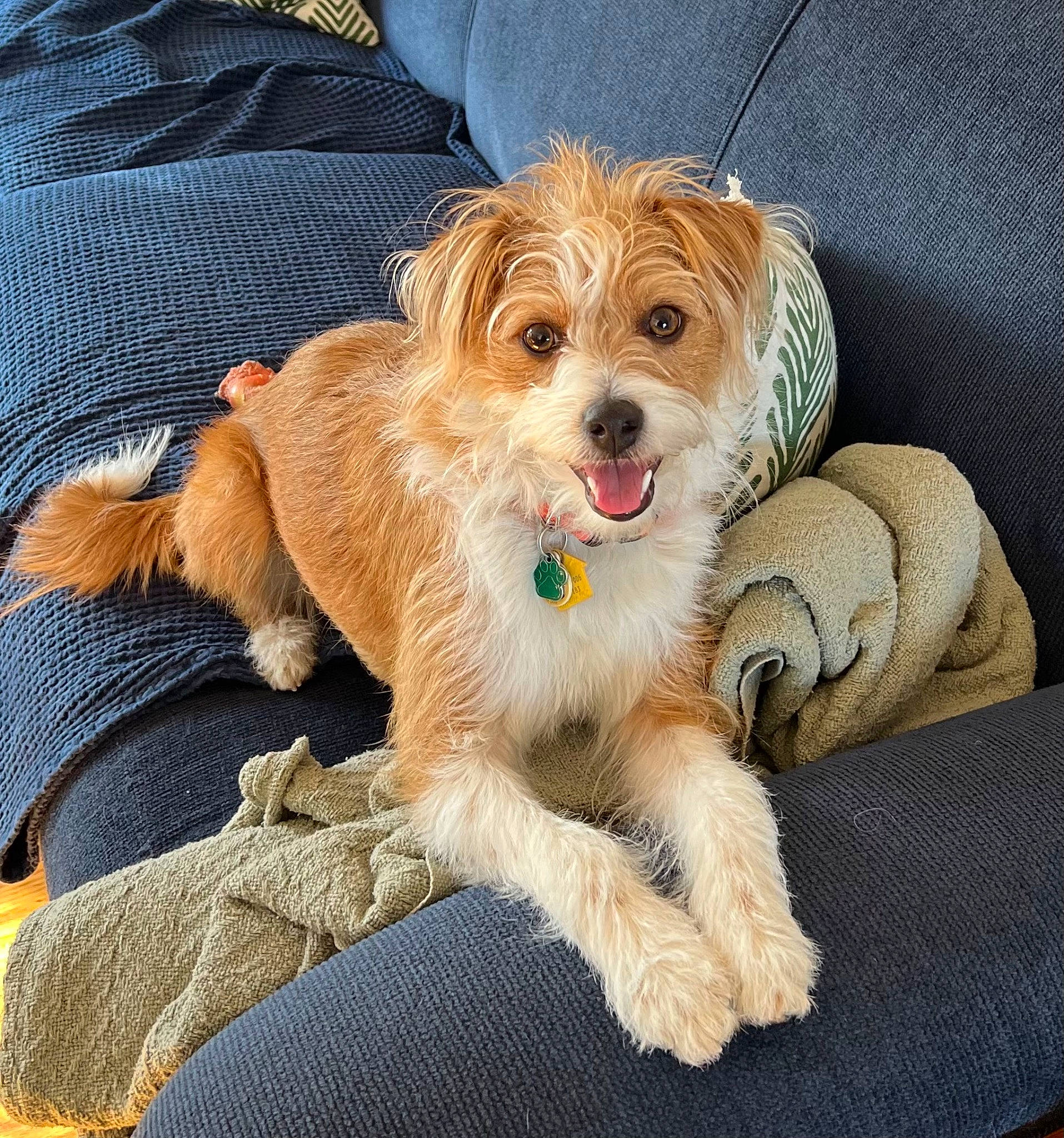 Hazel is registered to the contest to win money with this photo: canidae, carnivore, companion_dog, dog, dog_breed, dog_clothes, dog_supply, fawn, fur, maltepoo, paw, puppy, puppy_love, shih_poo, small_terrier, snout, sporting_group, terrier, toy_dog, watch