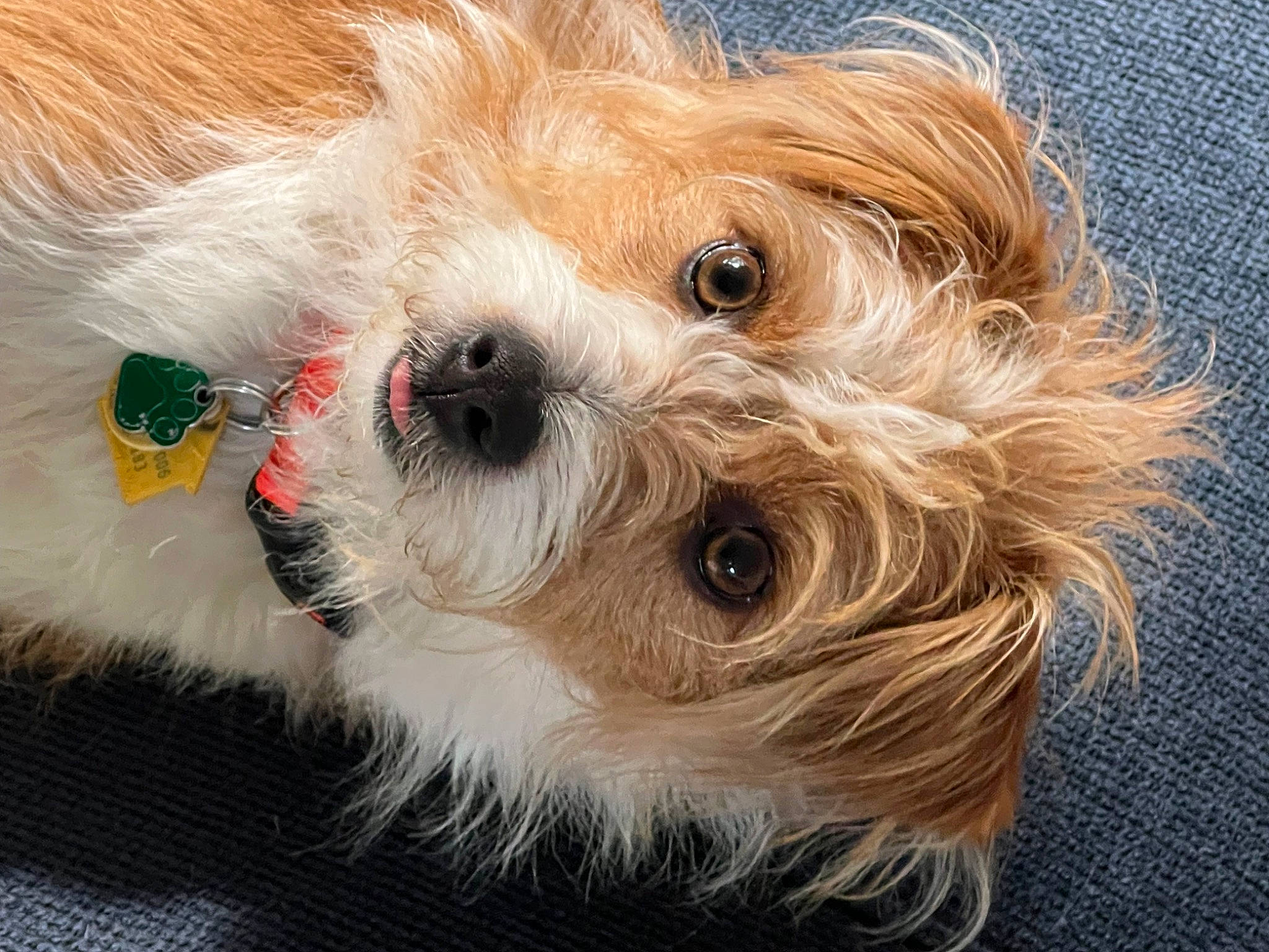 Hazel is registered to the contest to win money with this photo: canidae, carnivore, close_up, companion_dog, dog, dog_breed, dog_collar, dog_supply, fawn, firefighter, fur, liver, puppy_love, shih_poo, small_terrier, snout, sporting_group, terrier, toy_dog, working_animal