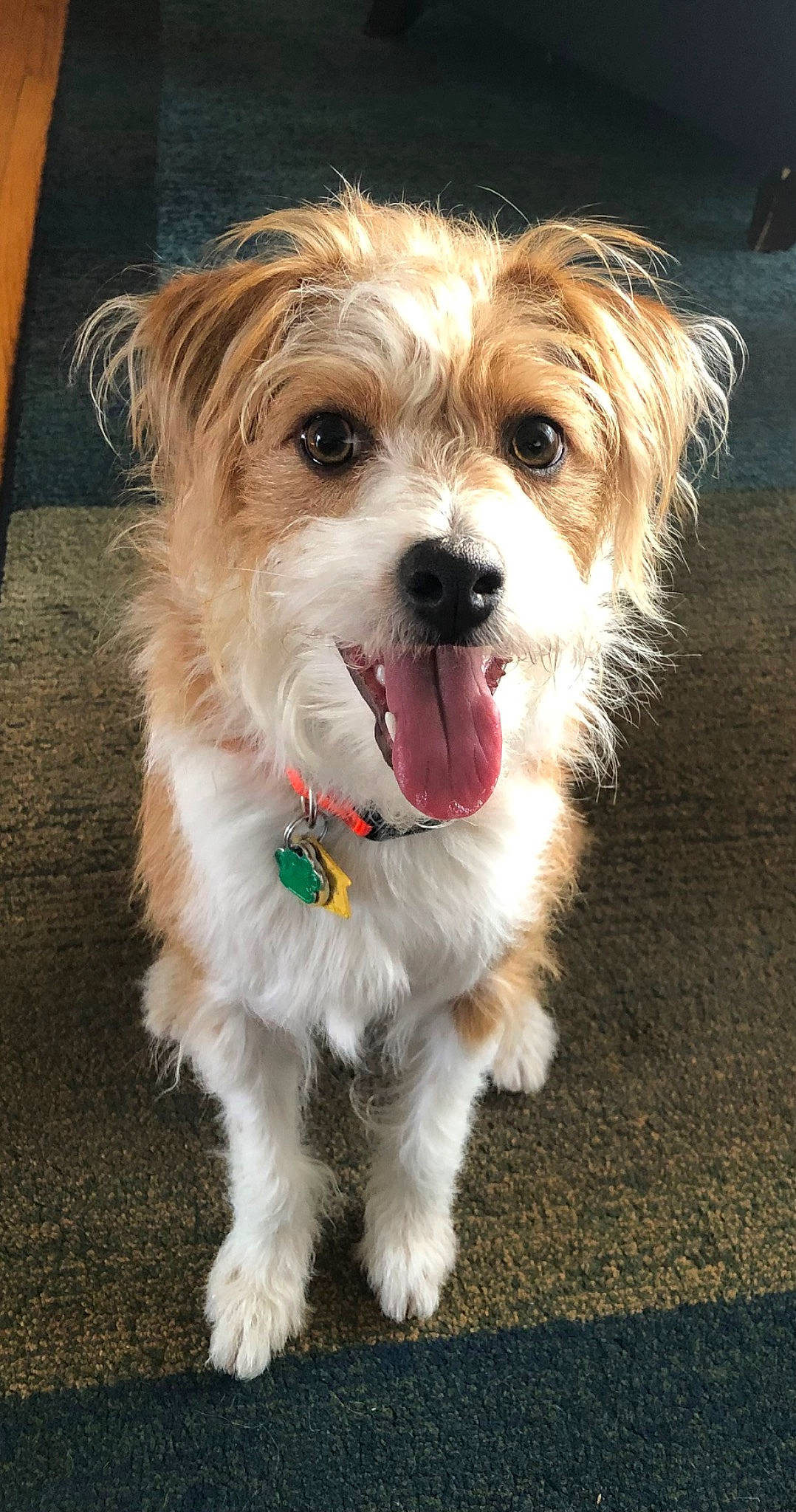Hazel joined the competition — help win amazing prizes! canidae, carnivore, collar, companion_dog, dog, dog_breed, dog_clothes, dog_collar, dog_supply, fur, liver, maltepoo, puppy_love, shih_poo, small_terrier, snout, sporting_group, terrier, toy_dog, working_animal