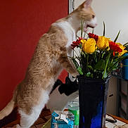 Safran a rejoint le concours — aidez-le/la à gagner de superbes lots ! black_and_white_cat, box, cat, clutter, curious_cat, domestic_animal, door, drink, feline, flower, green_leaves, indoor, pet, plant, red_flower, red_wall, table, tabletop, vase, yellow_rose