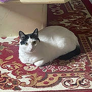 Kittie is registered to the contest to win money with this photo: cat, black_and_white, indoor, carpet, patterned, animal, pet, feline, sitting, looking, curious, table, floor, cozy, home, domestic, fur, whiskers, ears, resting