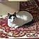 Kittie