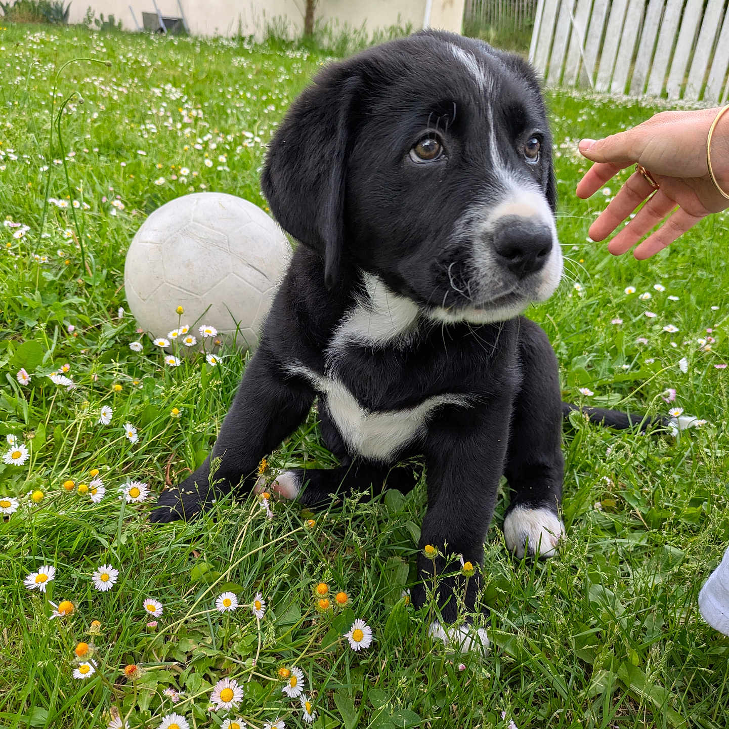 Baloo a rejoint le concours — aidez-le/la à gagner de superbes lots ! accessories, animal, baby, ball, canine, dog, field, flower, football, grass, jewelry, person, pet, plant, puppy, ring, soccer, soccerball, sphere, sport