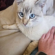 Bean joined the competition — help win amazing prizes! cat, blue_eyes, light_fur, pet, hand, smartwatch, watch, paw, close_up, indoor, resting, beige, feline, domestic_animal, cute, whiskers, ears, bed, blanket, comfortable