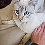 cat, blue_eyes, light_fur, pet, hand, smartwatch, watch, paw, close_up, indoor, resting, beige, feline, domestic_animal, cute, whiskers, ears, bed, blanket, comfortable