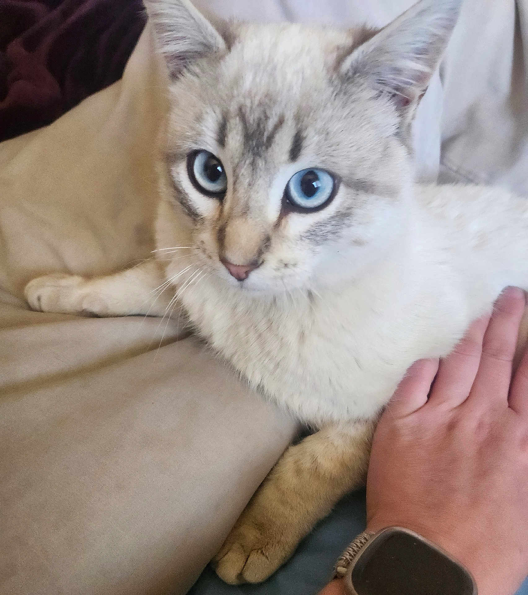 Bean joined the competition — help win amazing prizes! cat, blue_eyes, light_fur, pet, hand, smartwatch, watch, paw, close_up, indoor, resting, beige, feline, domestic_animal, cute, whiskers, ears, bed, blanket, comfortable