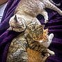 Bean is registered to the contest to win money with this photo: cat, cats, feline, pet, pets, sleeping, snuggling, cozy, purple_blanket, fur, tabby, orange_cat, white_paws, domestic_animal, resting, cute, animal, companion, relaxing, bed