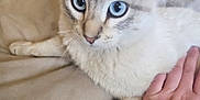 Bean is registered to the contest to win money with this photo: cat, blue_eyes, pet, feline, close_up, indoor, couch, hand, watch, paw, fur, whiskers, resting, animal, domestic, cute, companion, relaxed, bedroom, soft