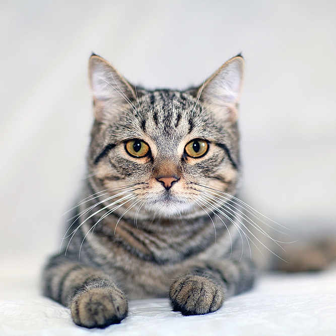 Cookie Dough joined the competition — help win amazing prizes! abyssinian, animal, cat, egyptiancat, kitten, manx, pet