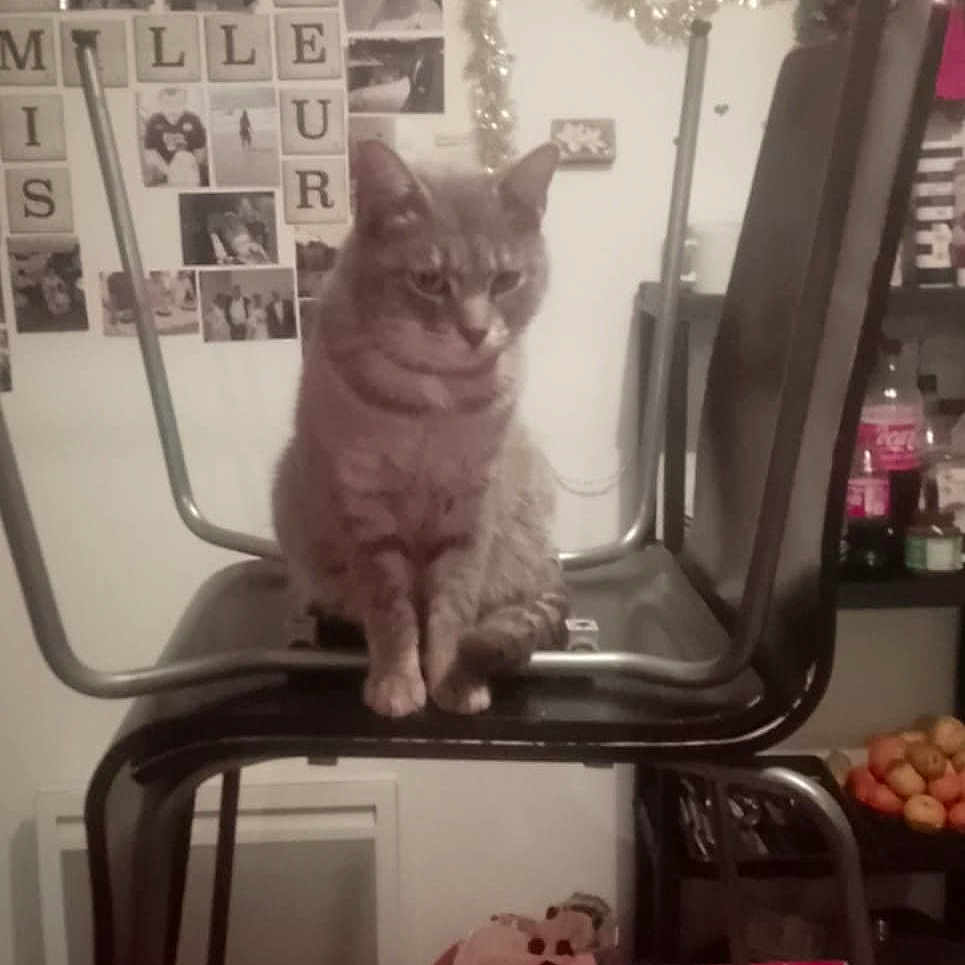 Toupie participe au concours pour gagner de l'argent avec cette photo : animal, architecture, building, cat, diningroom, diningtable, face, furniture, head, indoors, kitten, lighting, person, pet, photography, plant, portrait, pottedplant, room, table