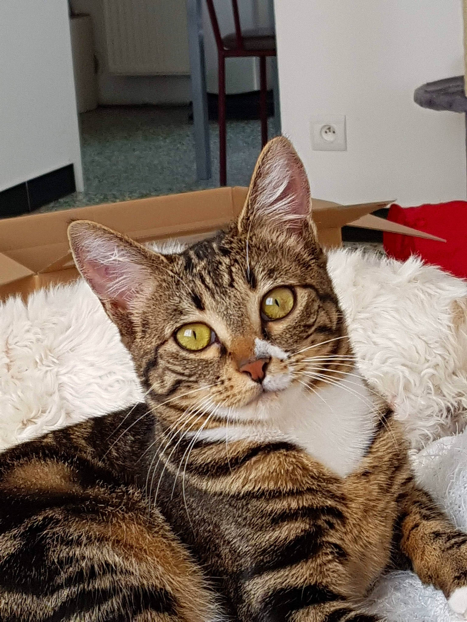 Cerise a rejoint le concours — aidez-le/la à gagner de superbes lots ! art, carnivore, cat, chair, domestic_short_haired_cat, felidae, fur, sitting, small_to_medium_sized_cats, snout, terrestrial_animal, whiskers