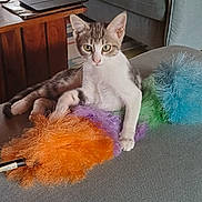 Nina a rejoint le concours — aidez-le/la à gagner de superbes lots ! cat, kitten, couch, toy, colorful, fluffy, duster, indoor, pet, feline, curious, paw, living_room, wooden_table, furniture, relaxing, playful, gray, multicolor, domestic_animal