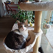 Nina a rejoint le concours — aidez-le/la à gagner de superbes lots ! cat, tabby_cat, cat_tree, pet, indoor, window, glass_door, houseplant, potted_plant, scratching_post, toy, pom_pom, hammock, cozy, living_room, kitchen, chair, refrigerator, flooring, portrait