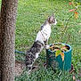 animal, cat, curious, daylight, flowers, foliage, garden, grass, greenery, lawn, leaves, nature, outdoor, pet, plant_pot, relaxed, side_view, standing, tree_trunk, young_cat
