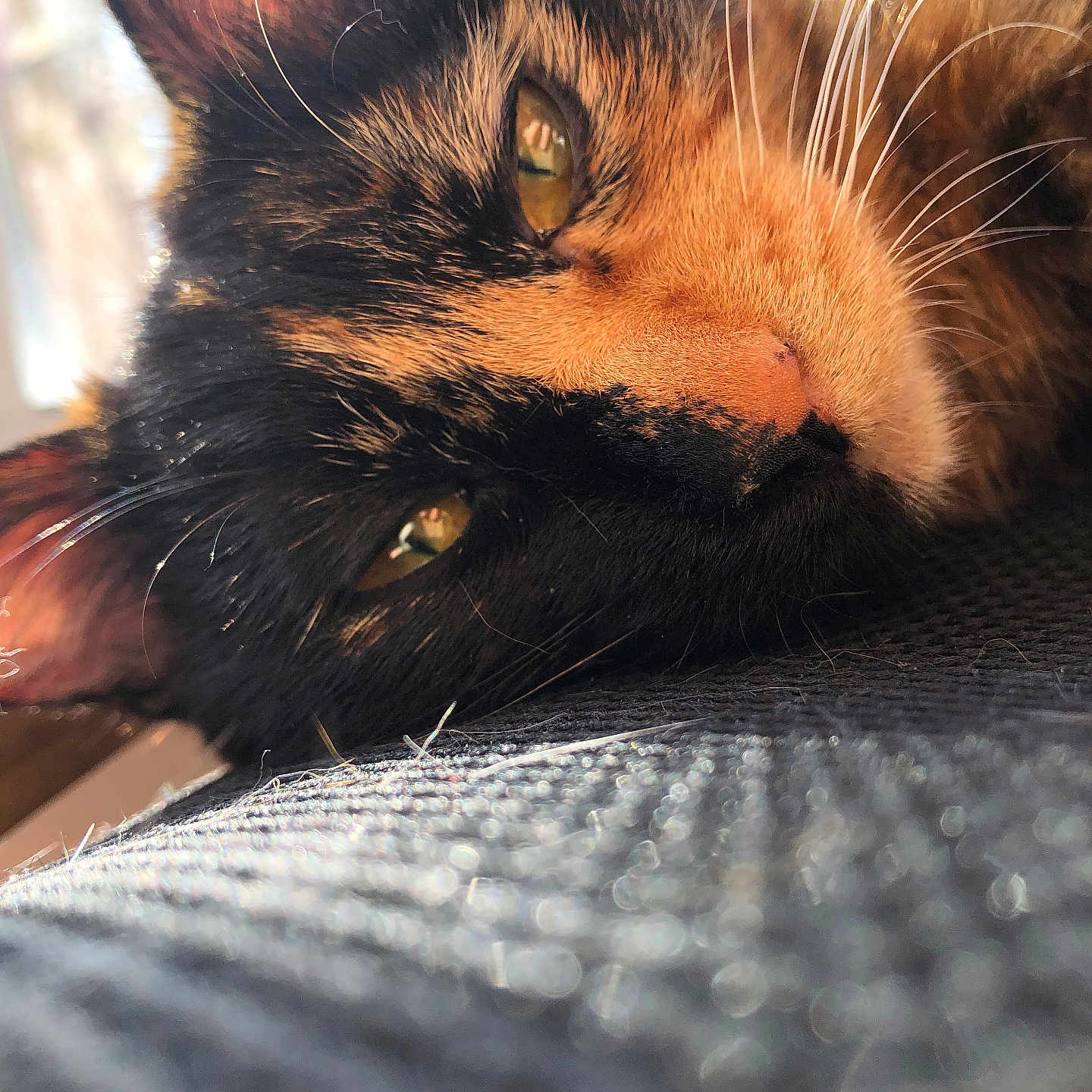 Hazel is registered to the contest to win money with this photo: animal, cat, close_up, cozy, domestic_cat, eye, face, feline, fur, indoor, lying_down, pet, portrait, relaxed, resting, soft_light, sunlight, texture, tortoiseshell, whiskers