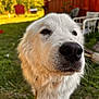 animal, backyard, canine, chair, close_up, curious, daytime, dog, fur, grass, muzzle, nature, nose, outdoor, pet, red_fence, shallow_depth_of_field, summer, sunlight, white_dog