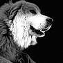 animal, black_and_white, calm, canine, close_up, dark_background, detail, dignified, dog, fluffy, focused, fur, monochrome, muzzle, pet, portrait, profile, side_view, studio_style, whiskers