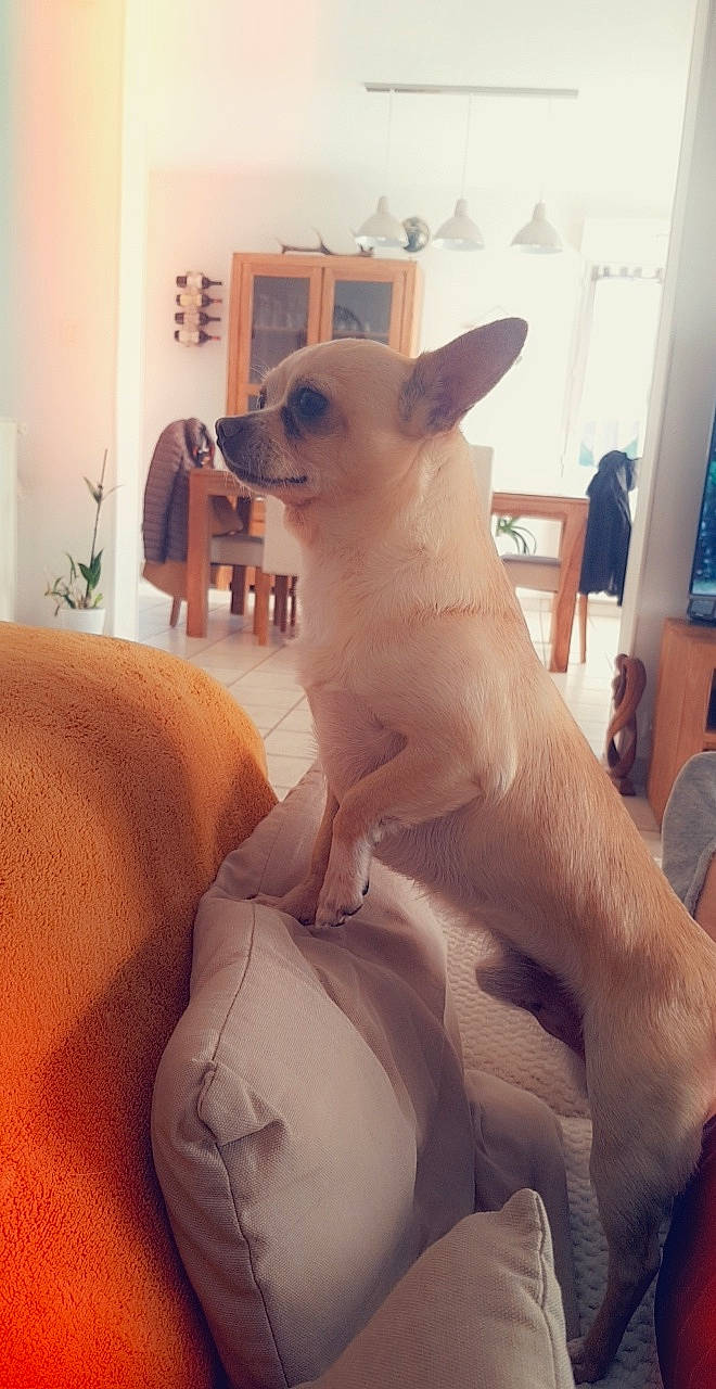 Amour participe au concours pour gagner de l'argent avec cette photo : ancient_dog_breeds, canidae, carnivore, chihuahua, companion_dog, dog, dog_breed, ear, fawn, mammal, non_sporting_group, snout