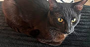 Kenny is registered to the contest to win money with this photo: alert, animal, black_cat, cat, close_up, cozy, curious, domestic_animal, floor, fur, home, indoor, mammal, pet, resting, rug, sitting, texture, whiskers, yellow_eyes