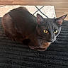 alert, animal, black_cat, cat, close_up, cozy, curious, domestic_animal, floor, fur, home, indoor, mammal, pet, resting, rug, sitting, texture, whiskers, yellow_eyes