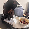 Kenny joined the competition — help win amazing prizes! black_cat, bowl, cat, chair, computer_mouse, curious, desk, feline, food, indoor, mouse, notebook, office_supplies, paper_towel, rice, sausages, spoon, table, wall, writing