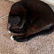 Kenny joined the competition — help win amazing prizes! animal, black_cat, carpet, cat, cozy, curled_up, cute, domestic_cat, feline, floor, fur, indoor, mammal, pet, relaxed, resting, sleeping, small_animal, wall, white_paws