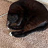 animal, black_cat, carpet, cat, cozy, curled_up, cute, domestic_cat, feline, floor, fur, indoor, mammal, pet, relaxed, resting, sleeping, small_animal, wall, white_paws