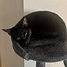 Kenny joined the competition — help win amazing prizes! animal, black_cat, cat, cat_tree, cozy, curled_up, cute, ear, feline, fur, home, indoor, perch, pet, relaxed, resting, sleepy, tail, whiskers, yellow_eyes