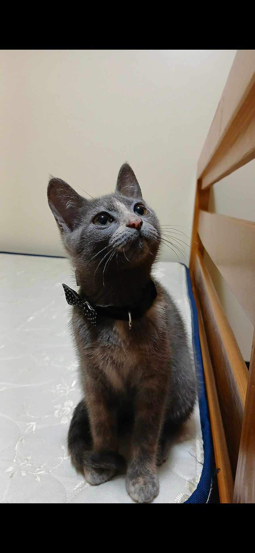 Biscuits joined the competition — help win amazing prizes! cat, gray_cat, pet, indoor, bed, mattress, collar, bow_tie, curious, whiskers, feline, animal, cute, sitting, looking_up, wooden_bed_frame, domestic, fur, young_cat, mammal