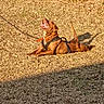 Big Baby joined the competition — help win amazing prizes! animal, blue_doghouse, brown_dog, canine, daylight, dog, doghouse, dry_grass, grass, happy_dog, harness, leash, lying_down, nature, outdoor, pet, playful, shadow, sunlight, tongue_out