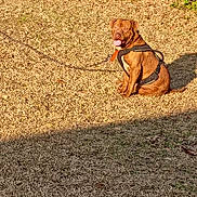 Big Baby is registered to the contest to win money with this photo: animal, brown_dog, canine, companionship, daytime, dog, grass, happy, harness, leash, nature, outdoor, park, pet, playful, shadow, sitting, summer, sunlight, tongue_out