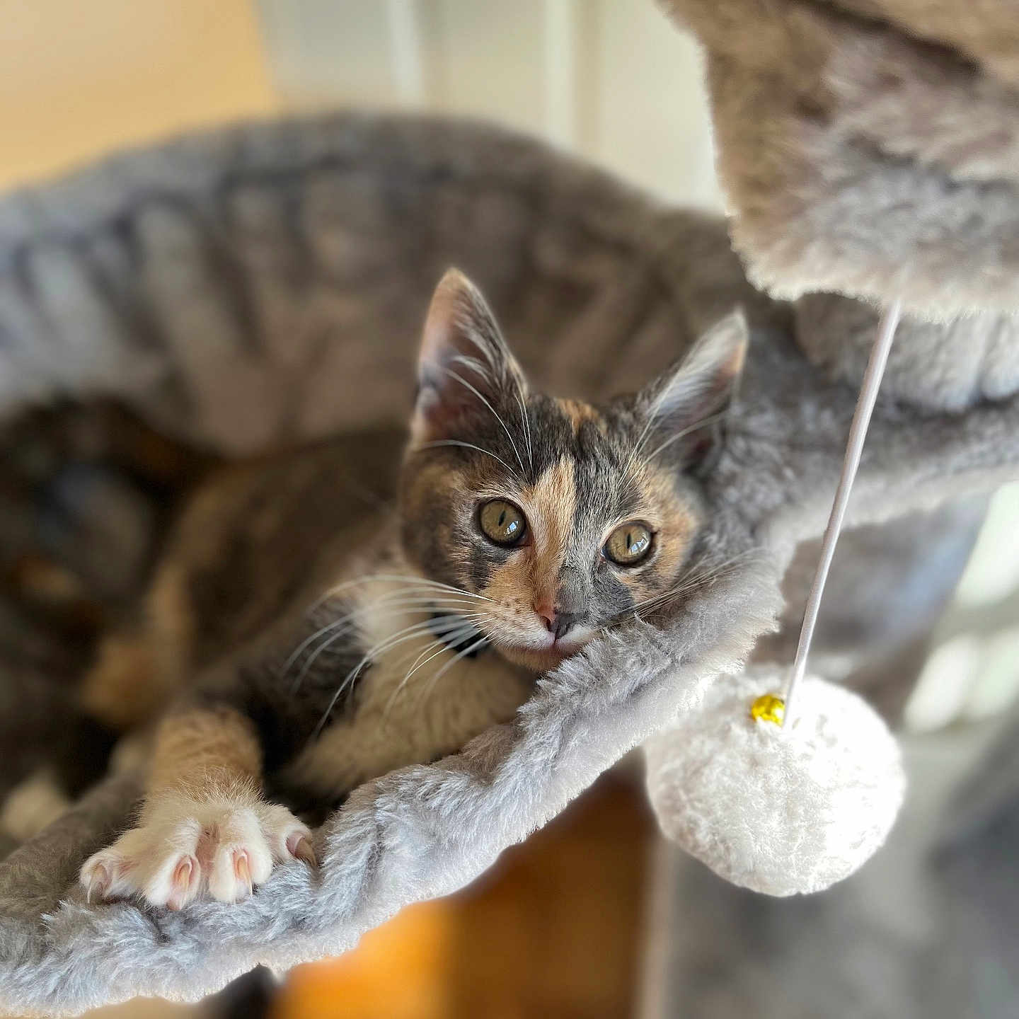 Tokyo a rejoint le concours — aidez-le/la à gagner de superbes lots ! animal, cat, comfort, cozy, cute, eyes, feline, fur, hammock, home, indoor, kitten, paws, pet, plush, relaxing, resting, toy, whiskers, young