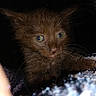 Chewy is registered to the contest to win money with this photo: kitten, cat, brown_fur, green_eyes, animal, pet, close_up, portrait, whiskers, ears, face, lying_down, blanket, fuzzy_texture, indoor, dark_background, adorable, alert, photography, smartphone_screenshot