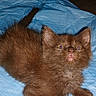 cat, kitten, brown_fur, fluffy, long_hair, blue_blanket, lying_down, indoor, pet, animal, whiskers, ears, tail, paws, face, looking_at_camera, flash_photography, close_up, cozy, cute