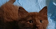 Chewy is registered to the contest to win money with this photo: kitten, cat, brown_fur, fluffy, long_hair, blue_pad, indoor, portrait, close_up, sitting, lying_down, looking_at_camera, whiskers, pointed_ears, eyes, paws, tail, wood_floor, phone_screenshot, pet